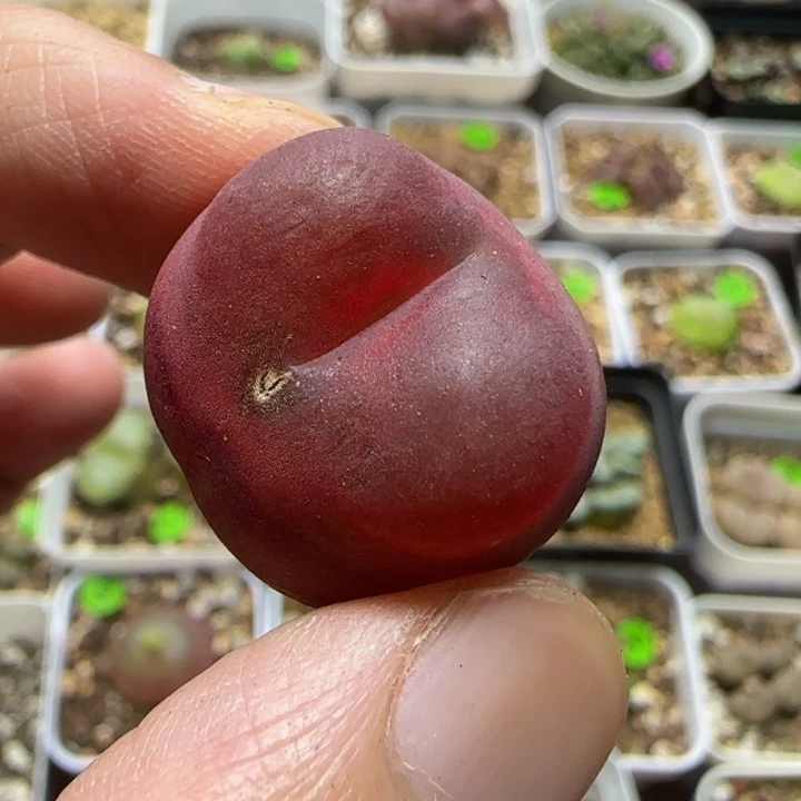 2.2+漂亮多肉植物33