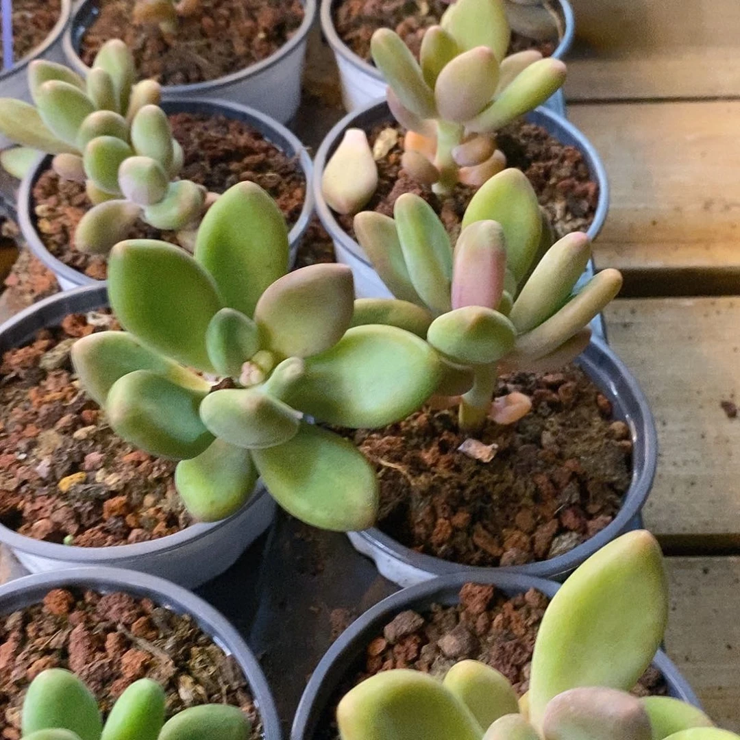 团。芒果奶。单双混发。福利多多