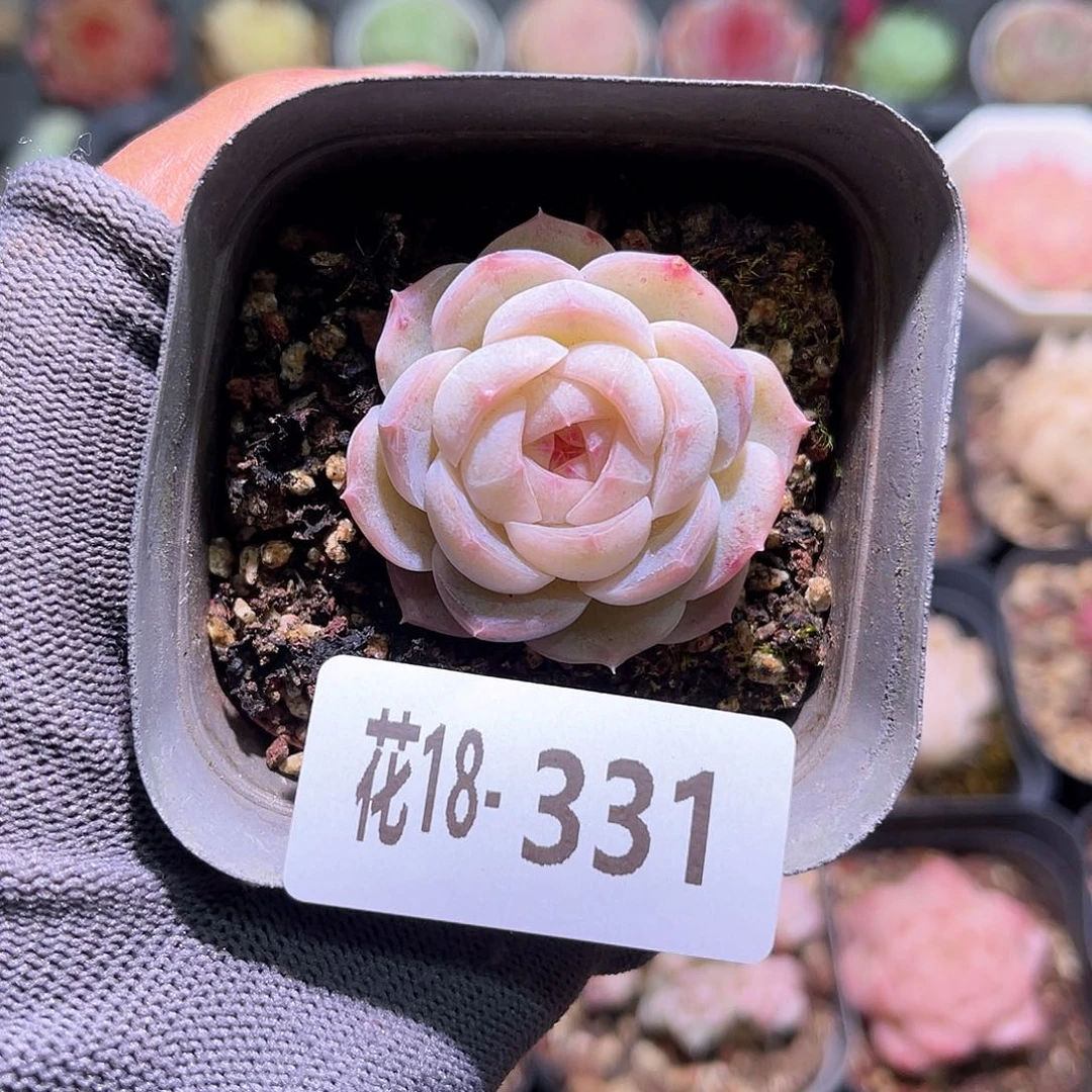 花18-331新品单头