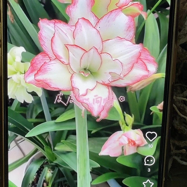 皮皮直径4+基地球