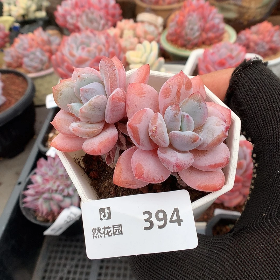 394星星雪多肉植物6666