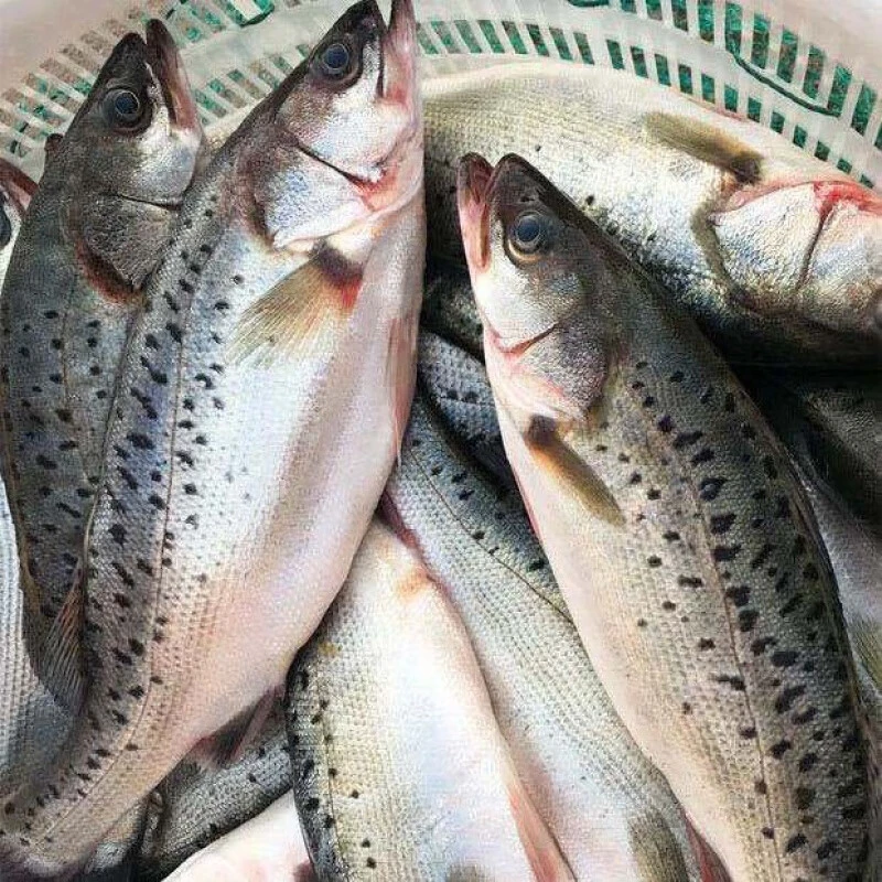 顺丰【4条大海鲈】深海新鲜海鲈鱼鲜嫩美味海鱼活鱼整条T