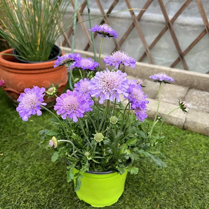 蓝盆花盆栽带花庭院阳台花卉耐热耐寒花期长多年生四季开花植物