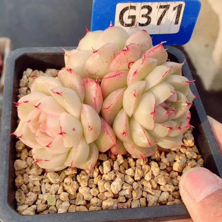 s****e麦秆8cm不包整群