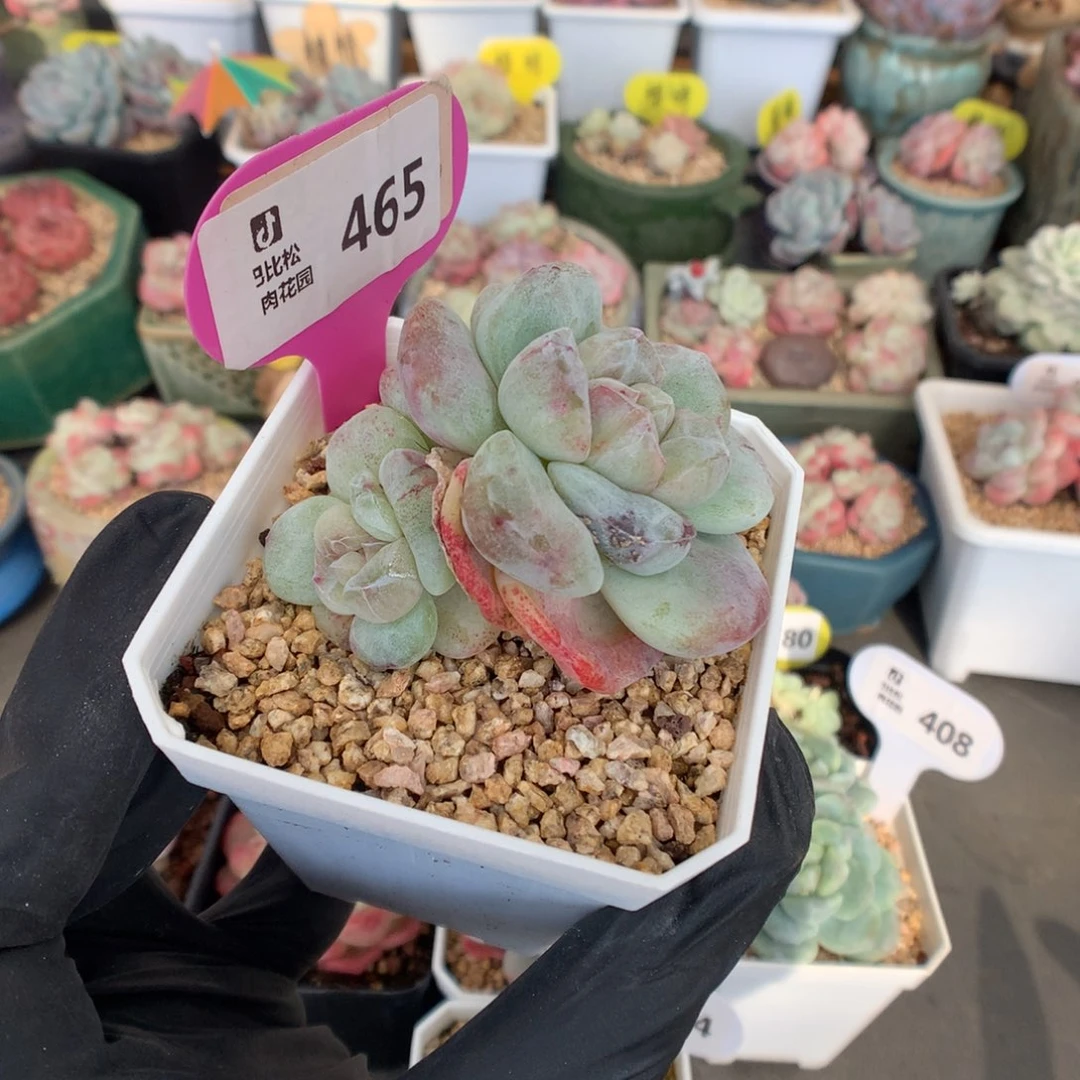 465 彩色冰玉石化