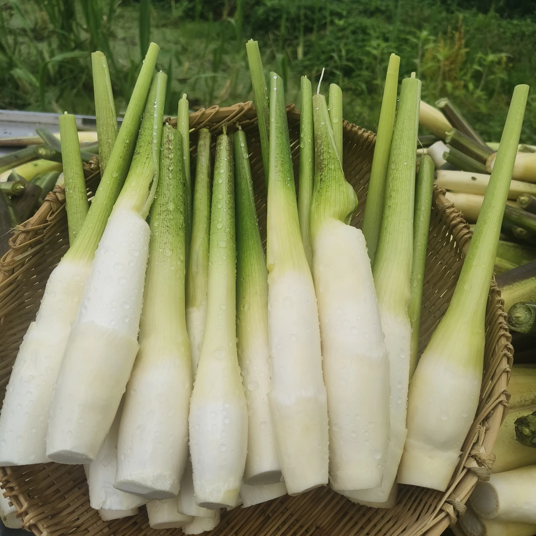 2025头茬农家新鲜水果茭白带壳3斤  【现摘现发】