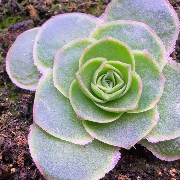 新品4厘米112424242444343