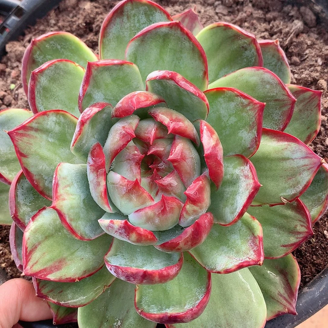 多肉植物多肉植物