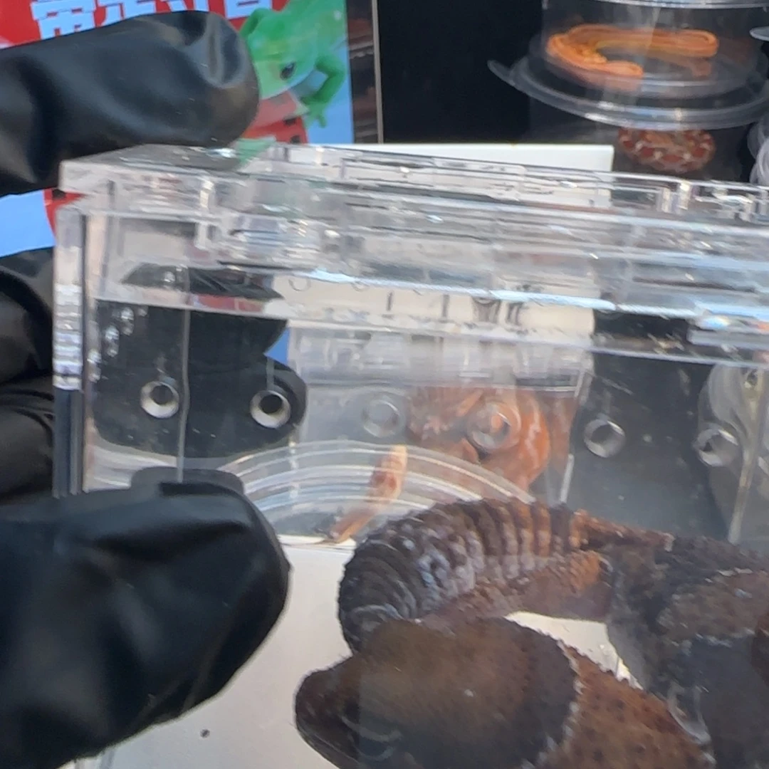 肥尾守宫00000023