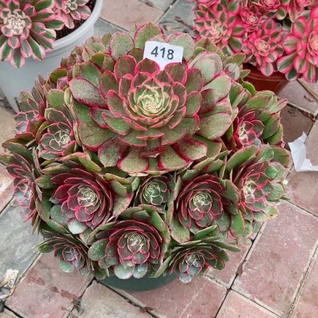 418粉花妖法师多肉植物