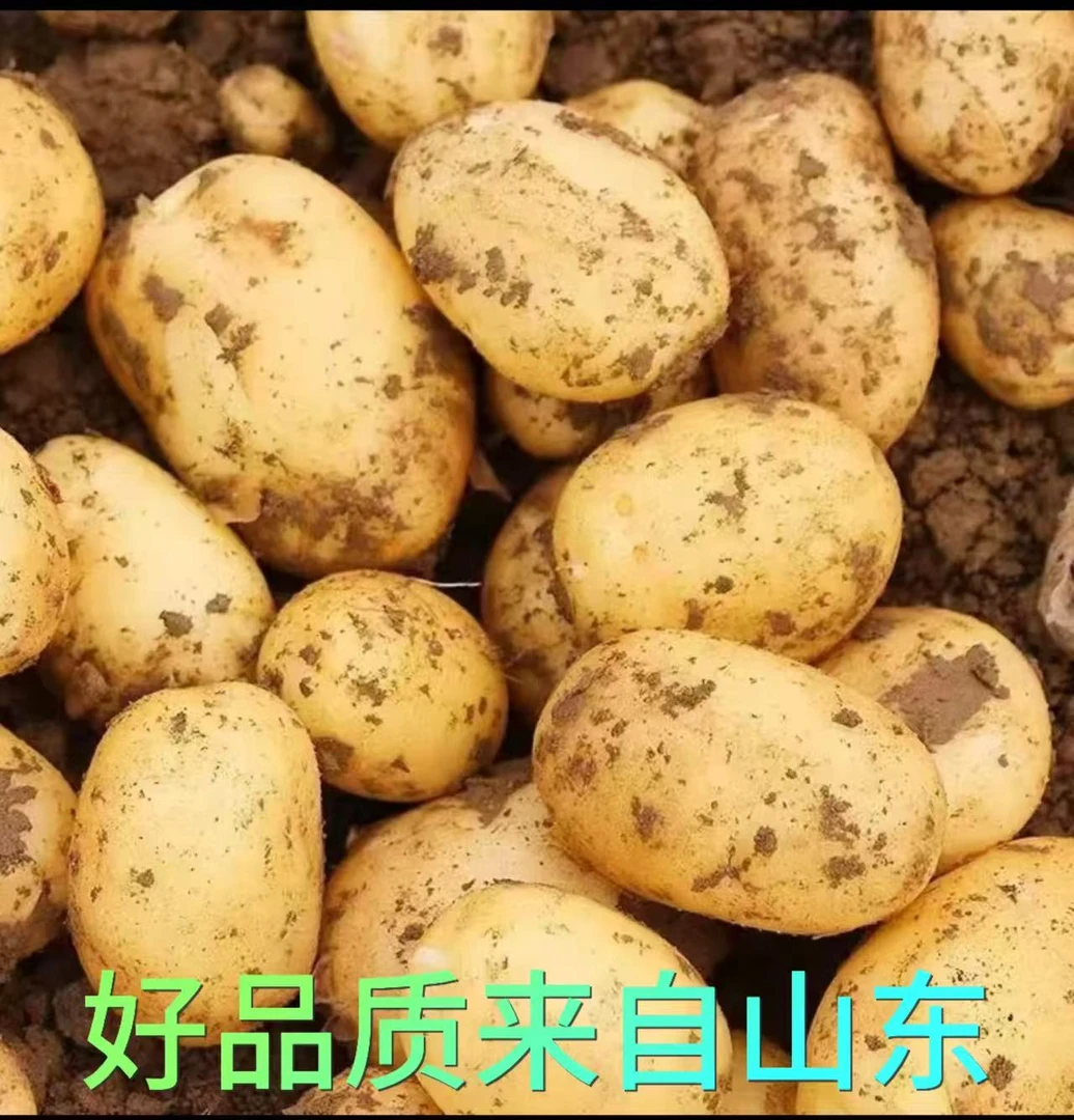 黄心土豆大个软糯新鲜山东当季蔬菜洋芋马铃薯生鲜