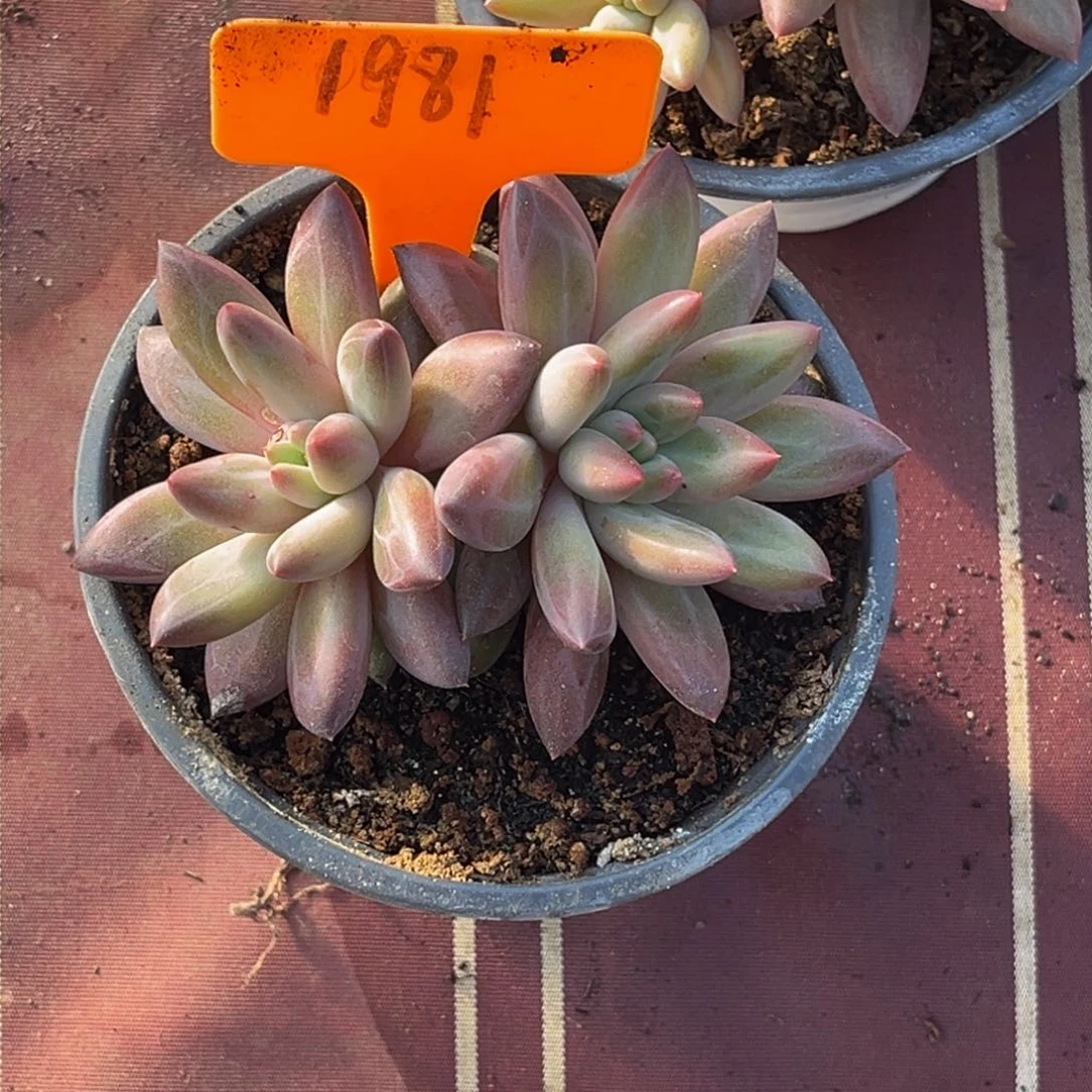 金*1981号下午美人杂交系列群生多肉