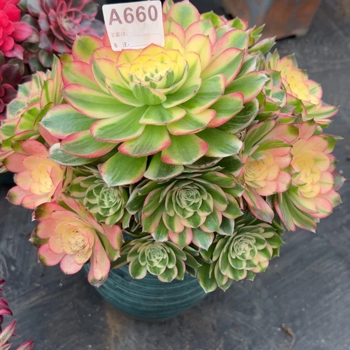 660海仙25厘米左右