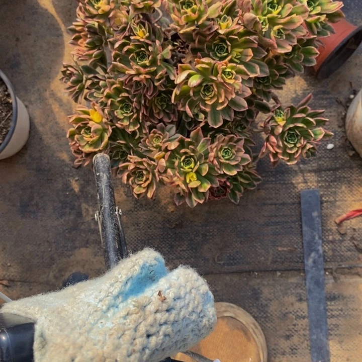 诗*683 甜茶法师的