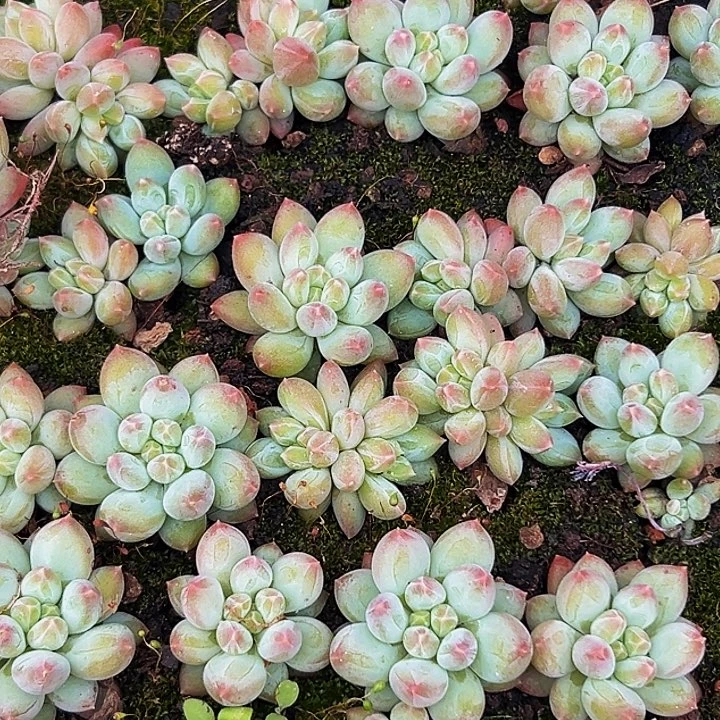 10颗美人系列多肉植物