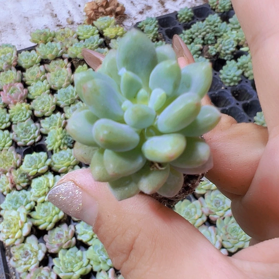 洛可可苗5个19包邮