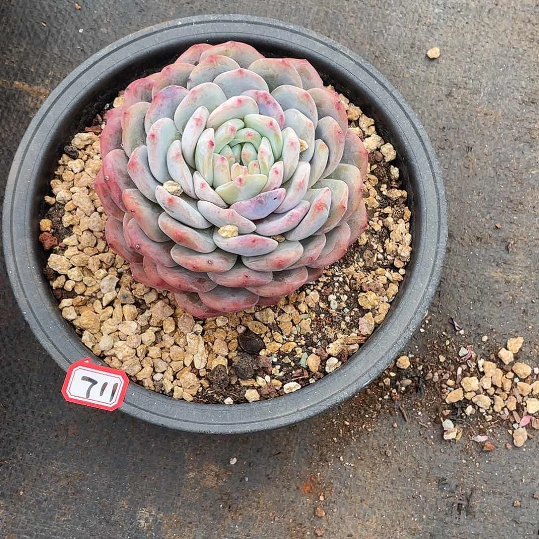 711橙子 一物一拍多肉