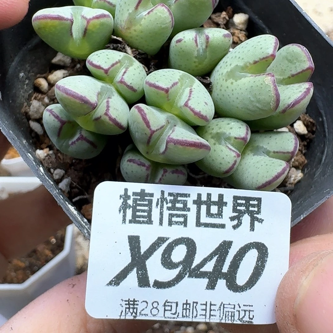 多肉植物的润泽地c