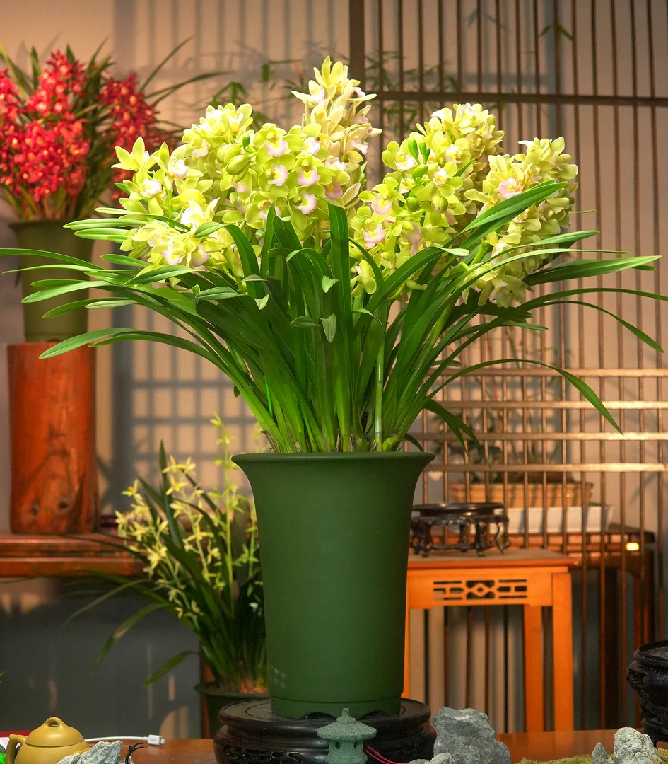 【蓝月香兰】大花蕙兰 浓香型兰花带花苞 宜兴高端民国绿紫砂盆