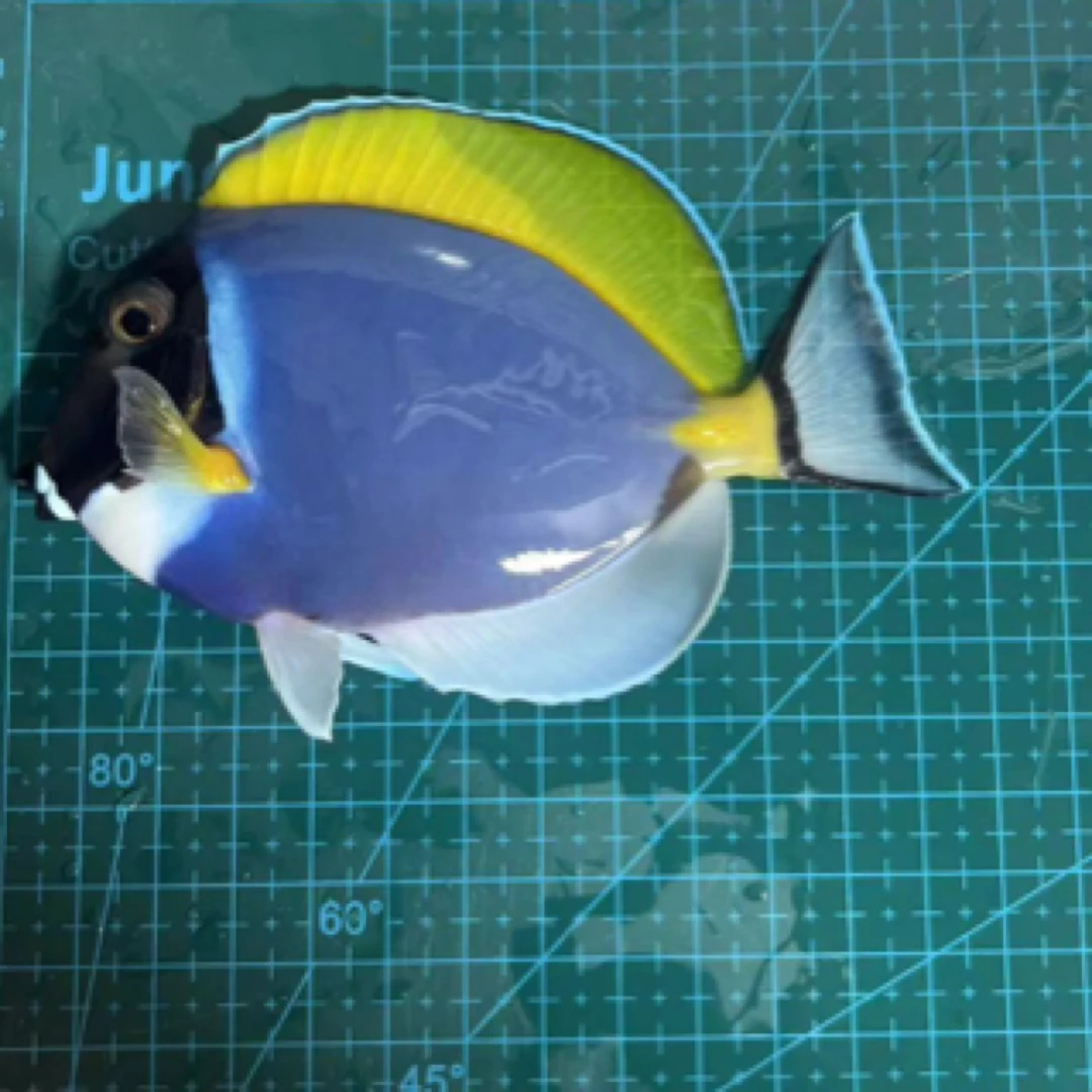 马代粉蓝吊海水鱼