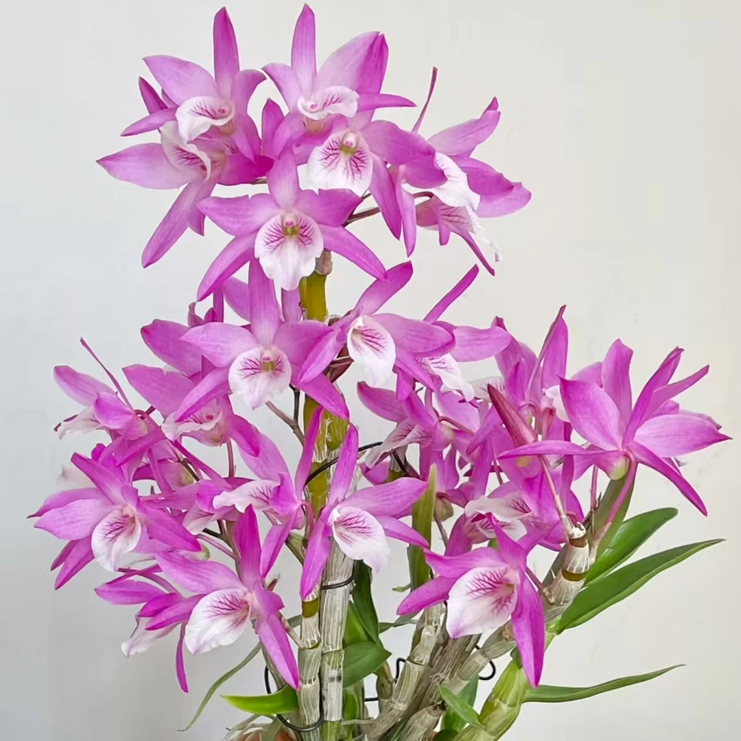 特价火烈鸟春石斛 3060 （不售后) 云南鲜花绿植