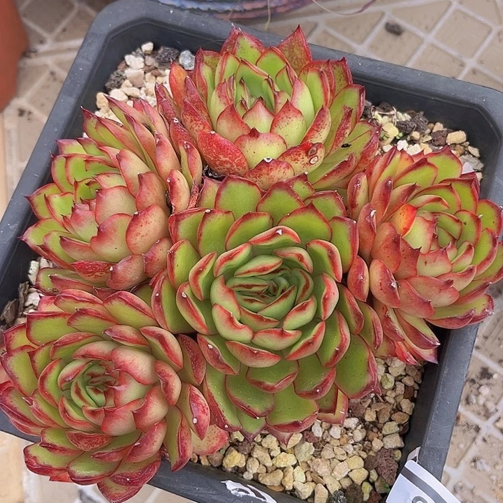 保利安娜2038多肉植物