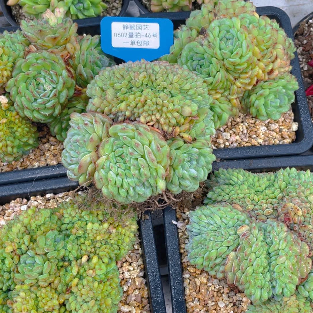 0602-46-白胖子福利缀化一颗