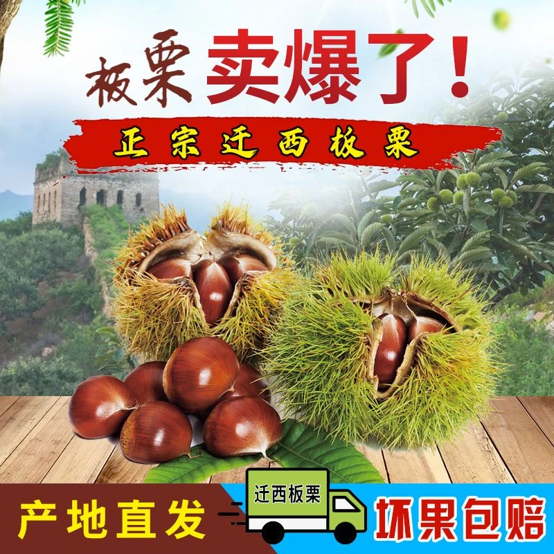 2025年新鲜下树 正宗迁西板栗 1/3/5斤产地直发坏果包赔糖炒炖鸡