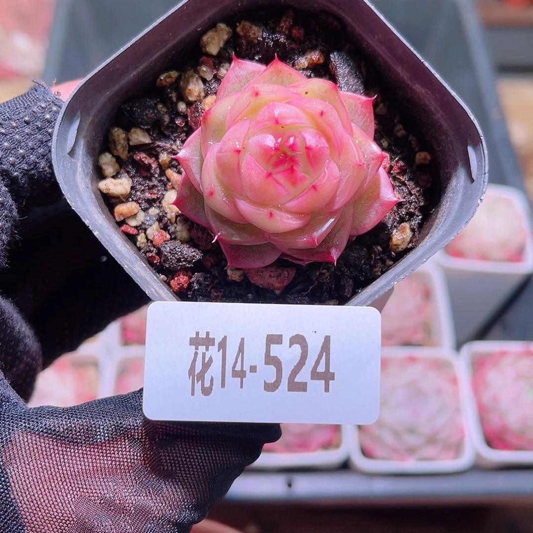 花利美14-524麦秆