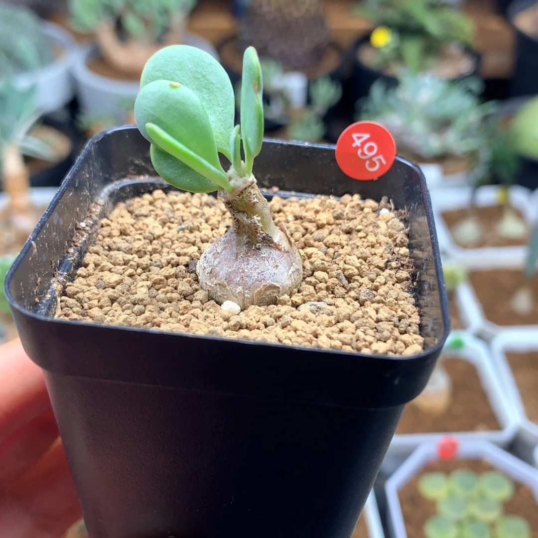 诺*495号派马厚敦菊多肉