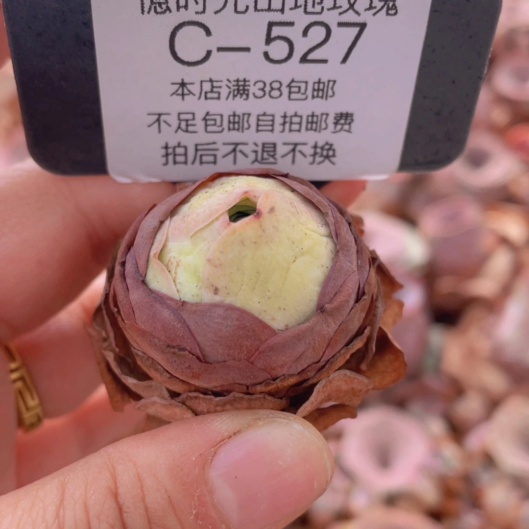 山地玫瑰C527裸根发货断枝不包损不售后