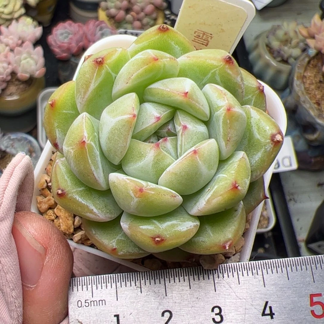 792 多肉肉植物组合