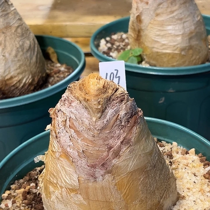 潮流植物巨凤之卵103