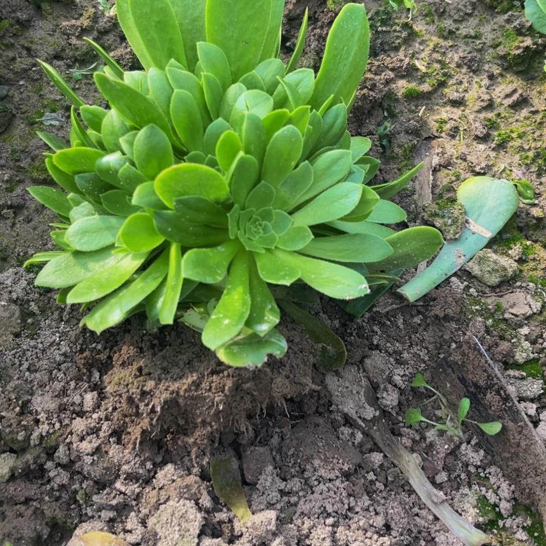 绿羊绒送的多肉植物捧花的