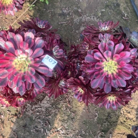 法师307美肌2颗18-17