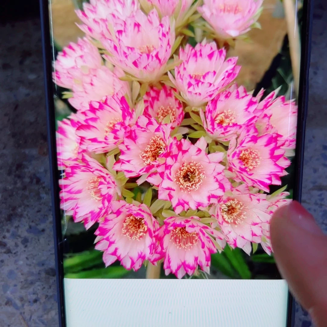 下71丽花嫦娥歪无根侧芽2一3公分左右20包邮