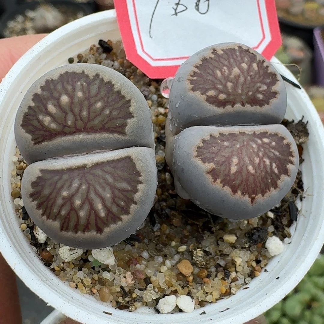 160多肉哈哈哈哈哈哈哈哈