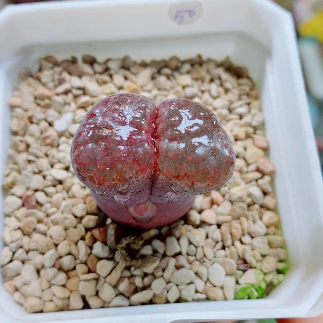 生石花花花花花花花220