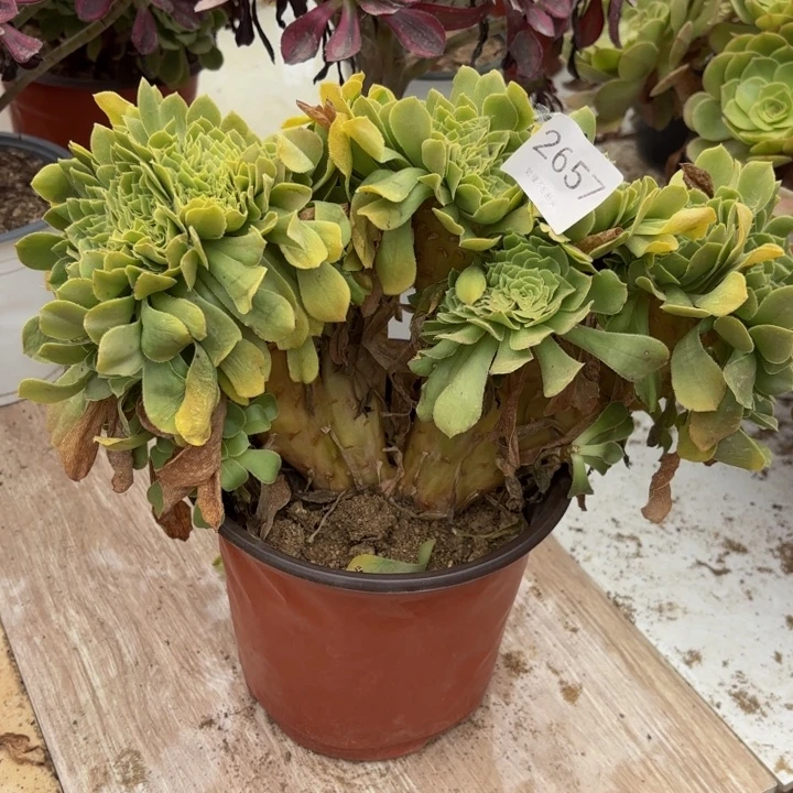 绿羊绒坠多肉处理不包断头2657