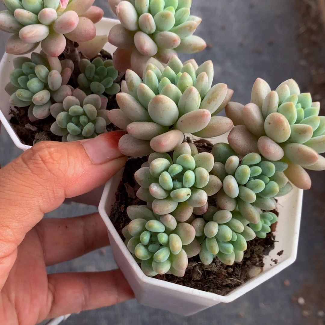 鱼子酱 特价  （满9.99包邮不满9.99发叶子）