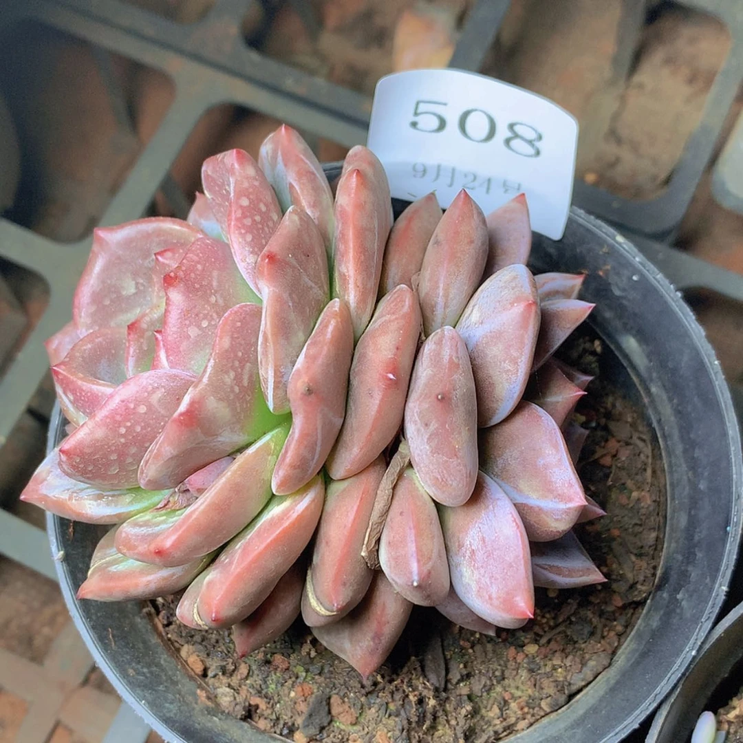 【闪购商品】云508号