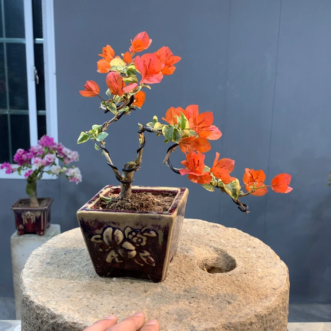 大量花朵（建议范围：8朵-15朵 或40%以上）