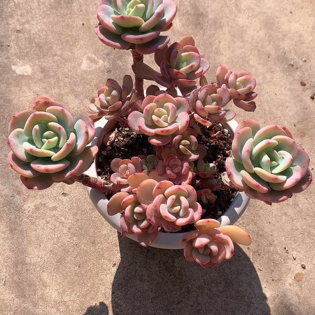 白月光多肉植物一颗