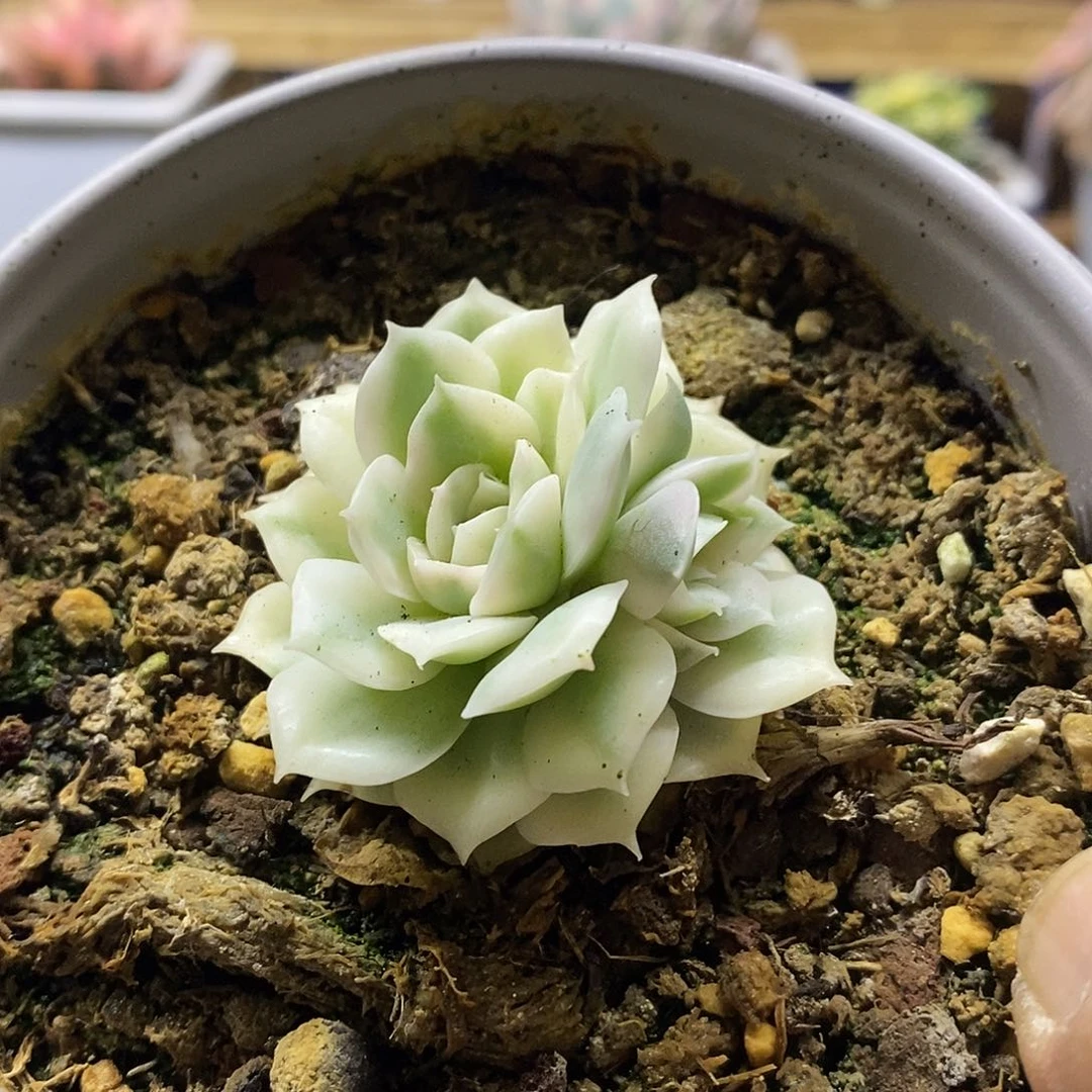 1632 漂亮昂斯诺锦