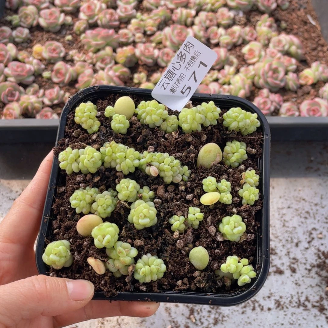 云糖心多肉植物571