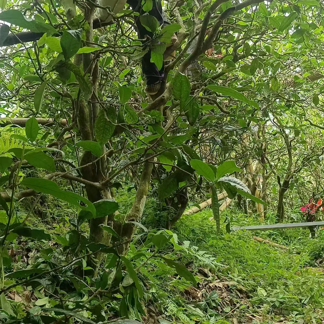 24年遇见李品古树秋茶30克