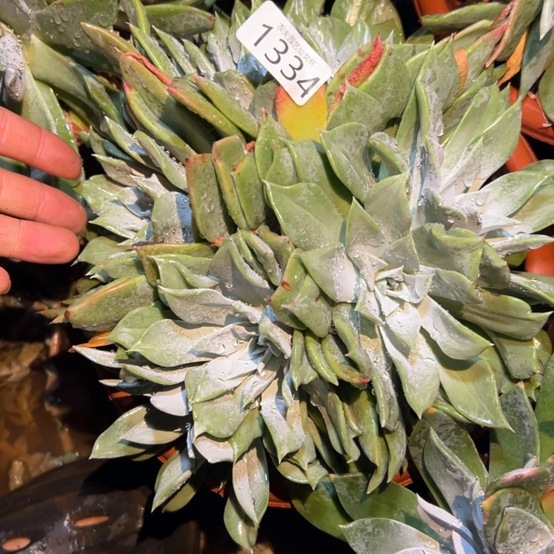 雨*3代杂交仙女杯多肉。