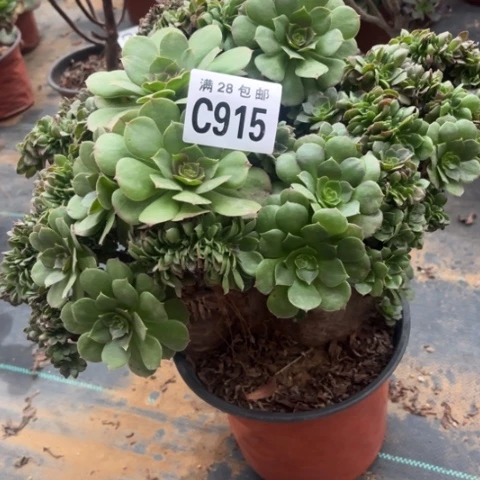 915万圣节缀有疤不包断枝