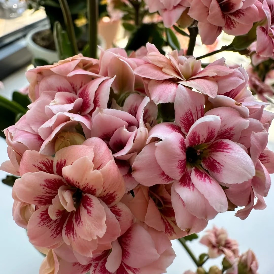 【猫掌柜】110盆长寿花