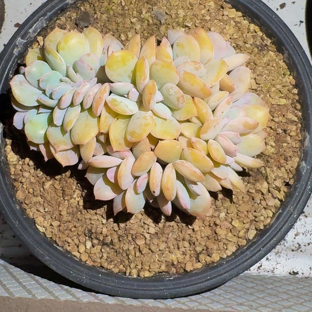 提拉米苏 一物一拍